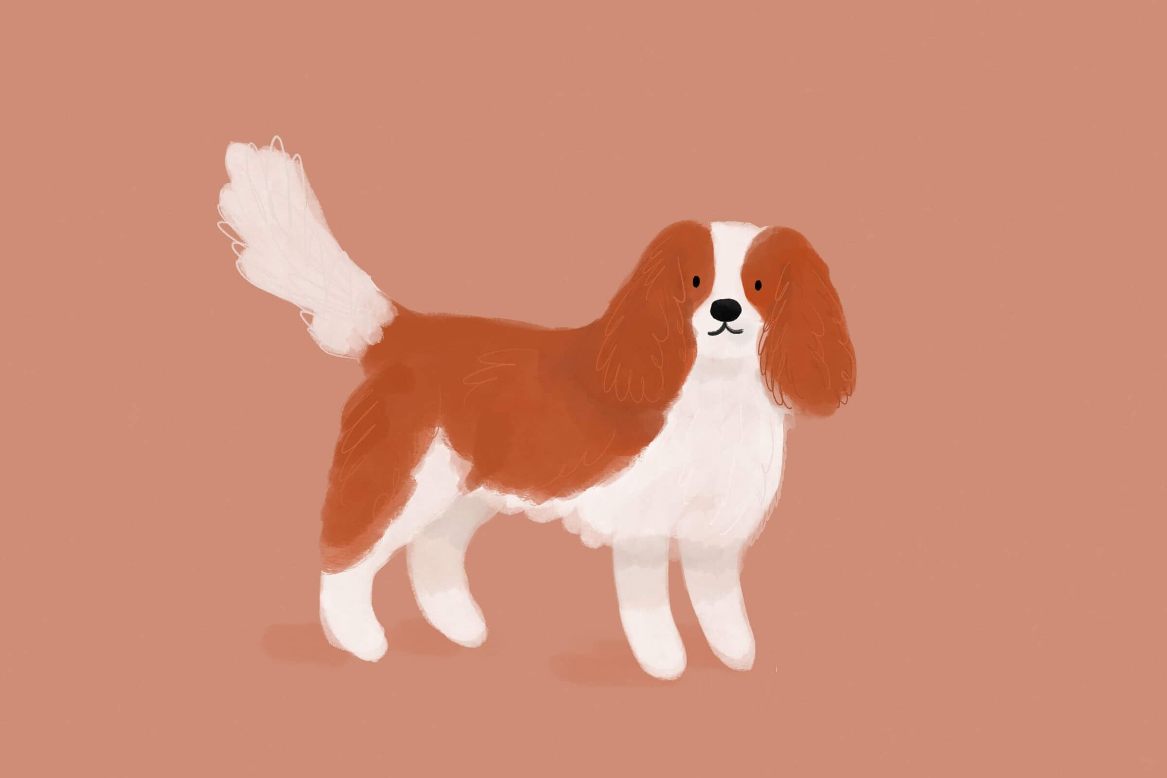 Cavalier King Charles Spaniel – uroczy towarzysz o wielkim sercu