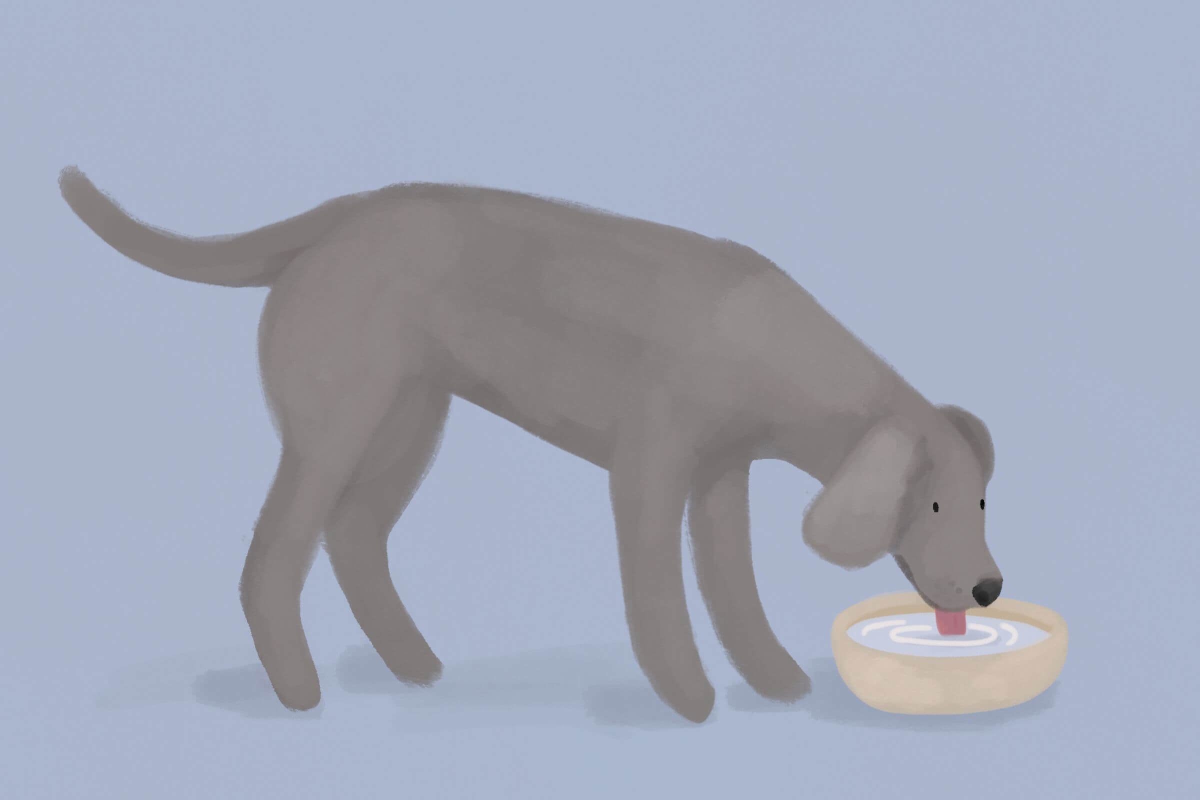 Cukrzyca u psa – objawy, leczenie, profilaktyka i opieka