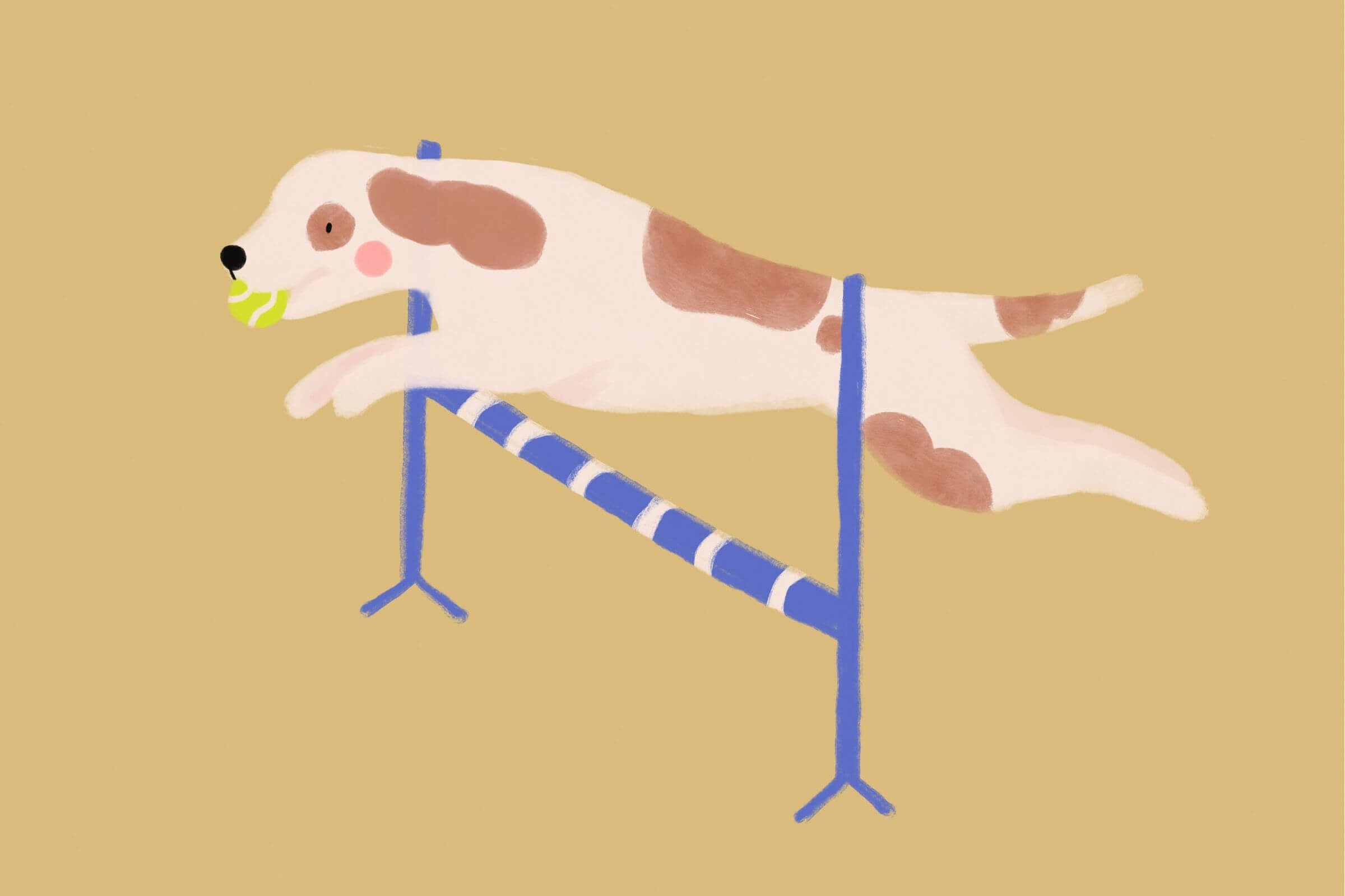 Flyball – pełen energii drużynowy sport dla psów