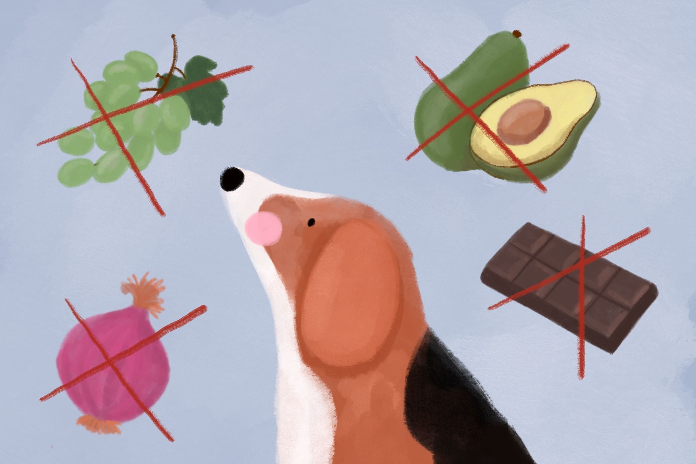 Dieta pupila – czego nie może jeść Twój pies?