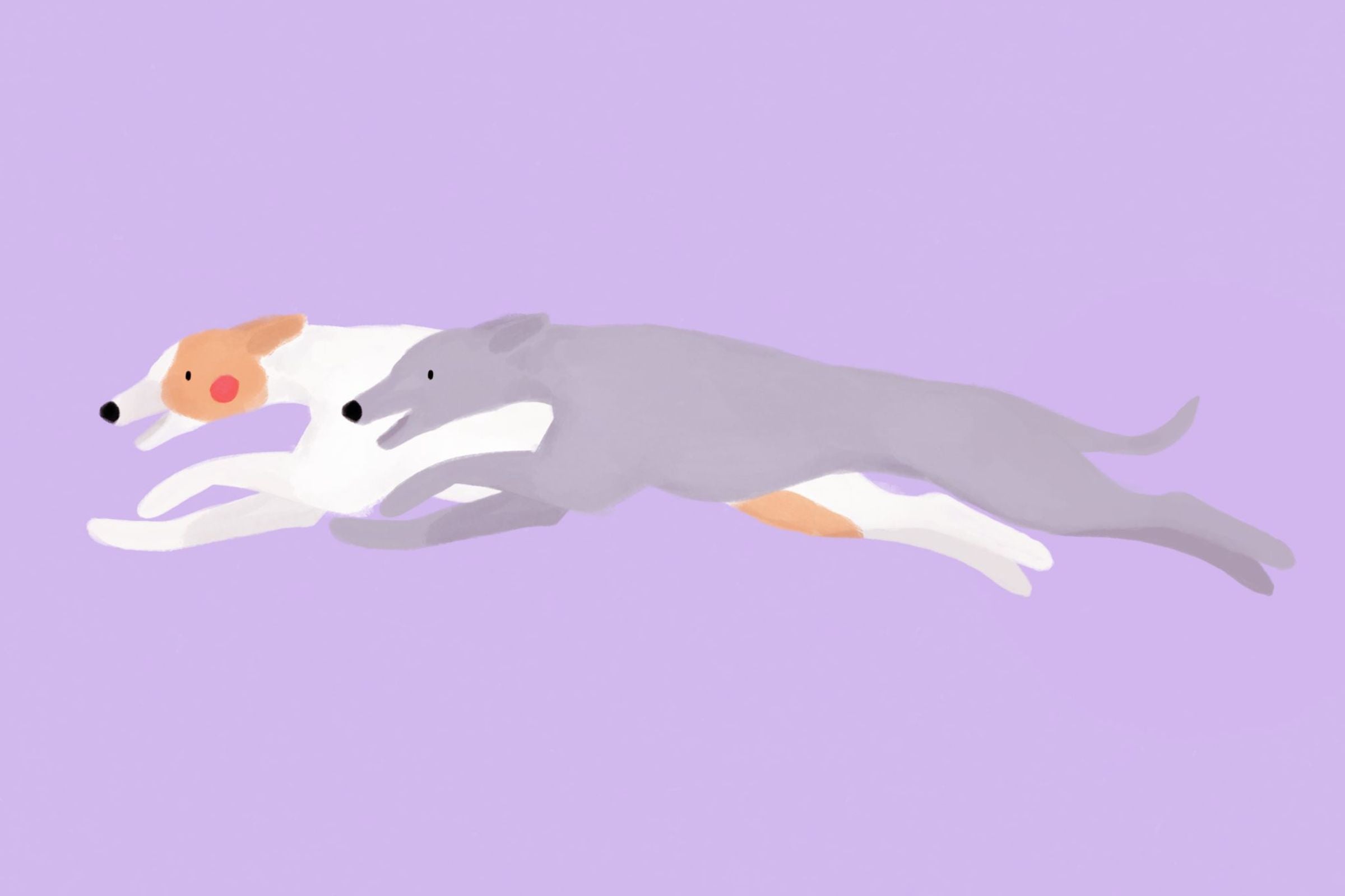 Najszybsze psy świata – ranking prędkości, wytrzymałości i treningu