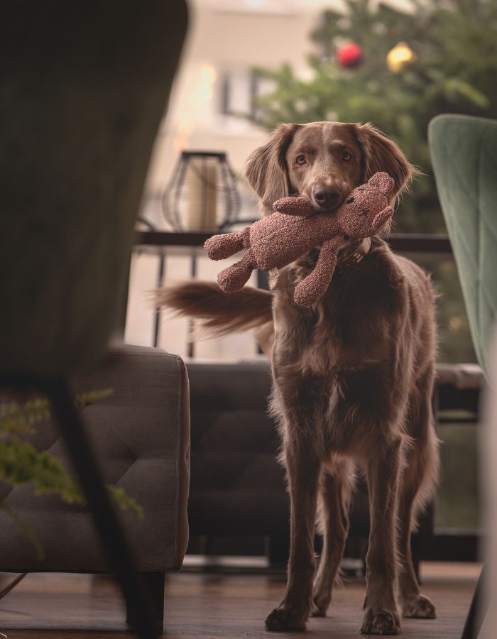 Pluszowa zabawka dla psa miś PINK BERTY