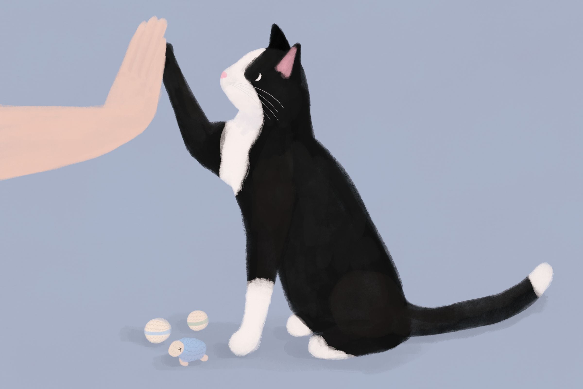 Trening kota: Czy można wytresować kota i nauczyć go dobrych manier?