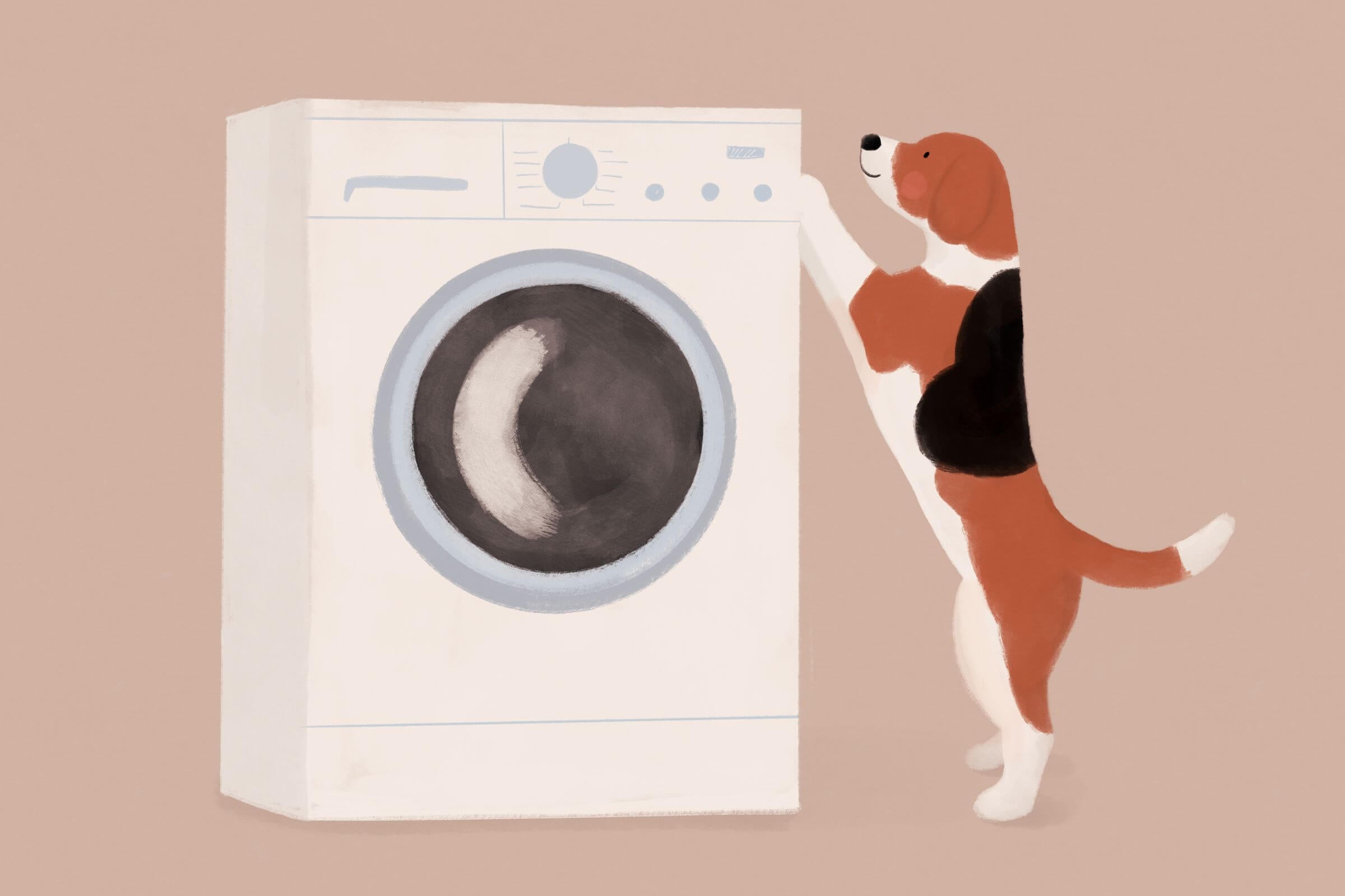 Jak dbać o legowisko psa, by służyło mu przez lata? Poradnik o pielęgnacji, praniu i zachowaniu świeżości psich posłań