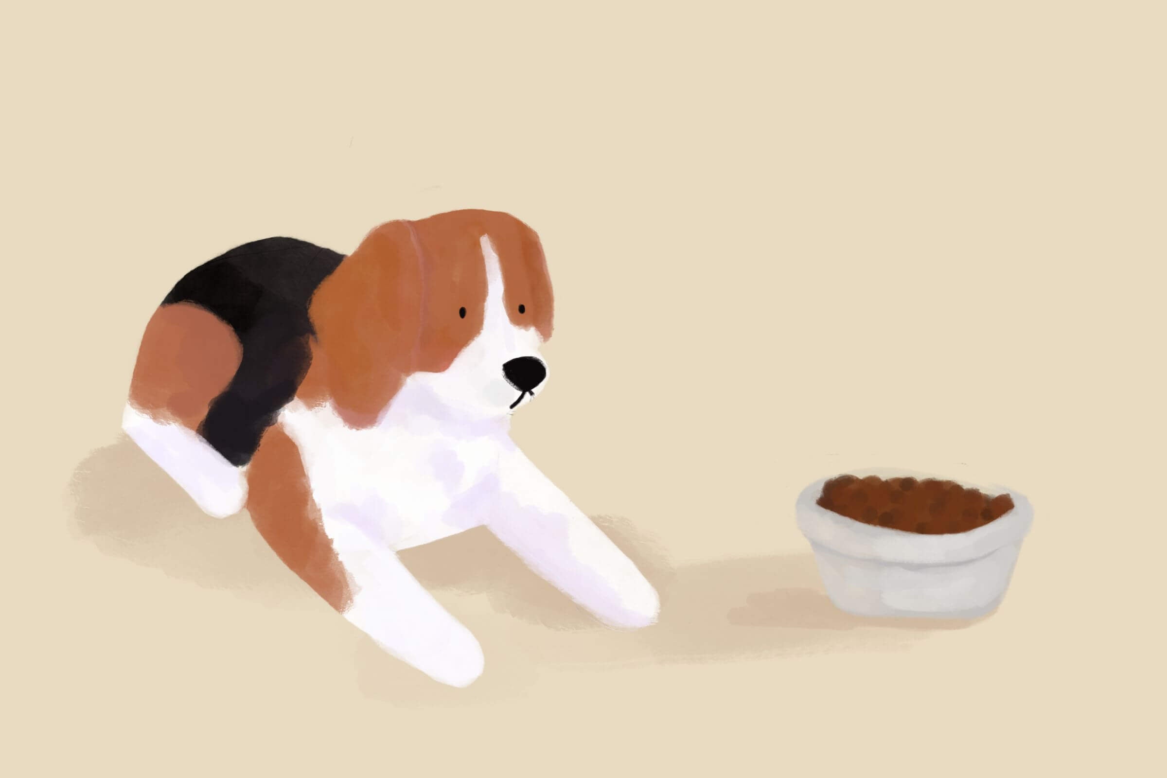 Dlaczego mój pies nie chce jeść/nie lubi suchej karmy?  - sprawdzone porady dla opiekunów