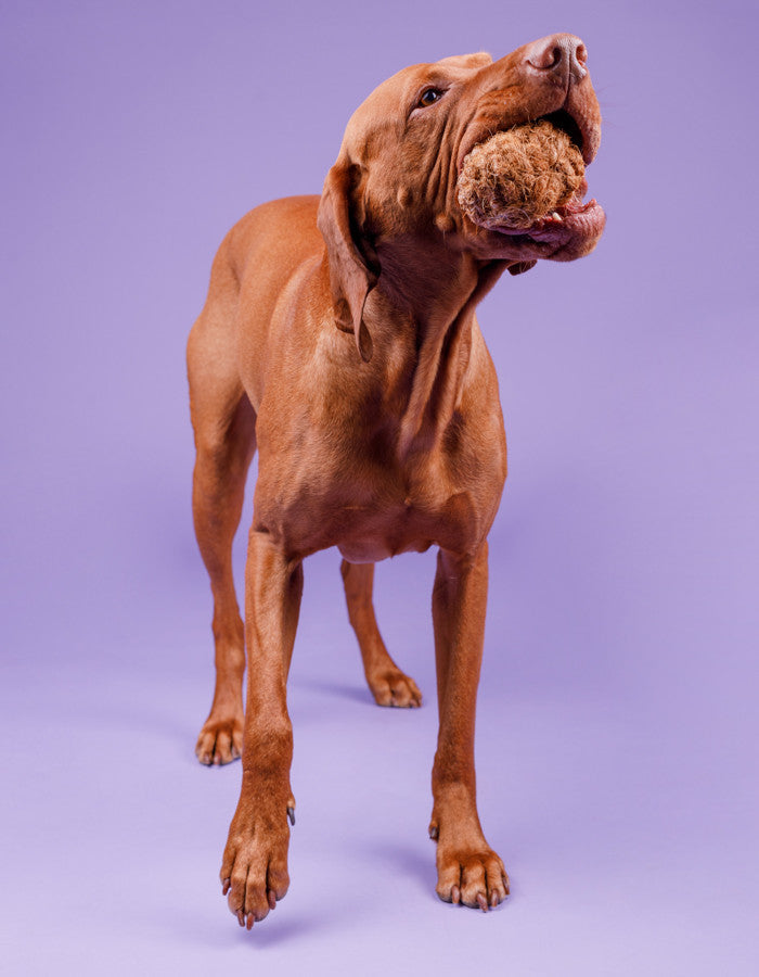 Piłka dla psa z włókna kokosowego COCO BALL