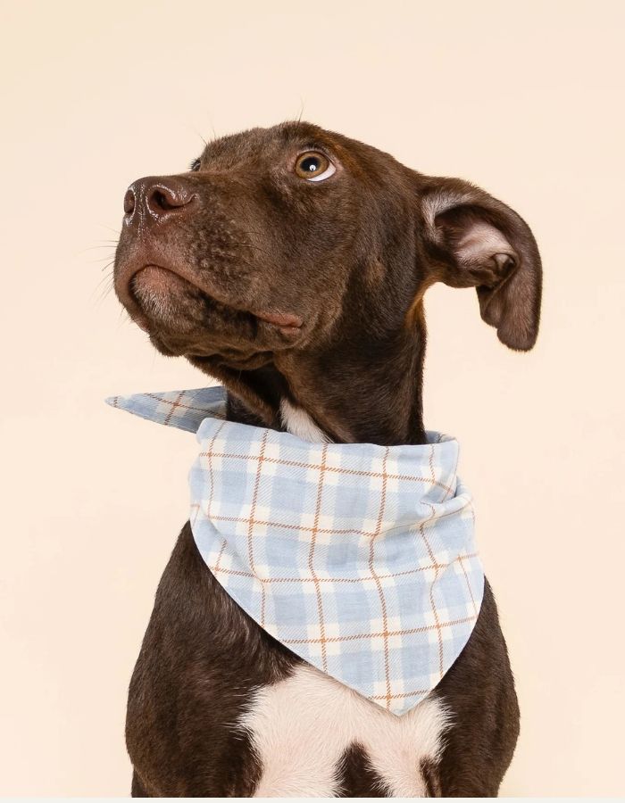 Bandana dla psa TIVOLI