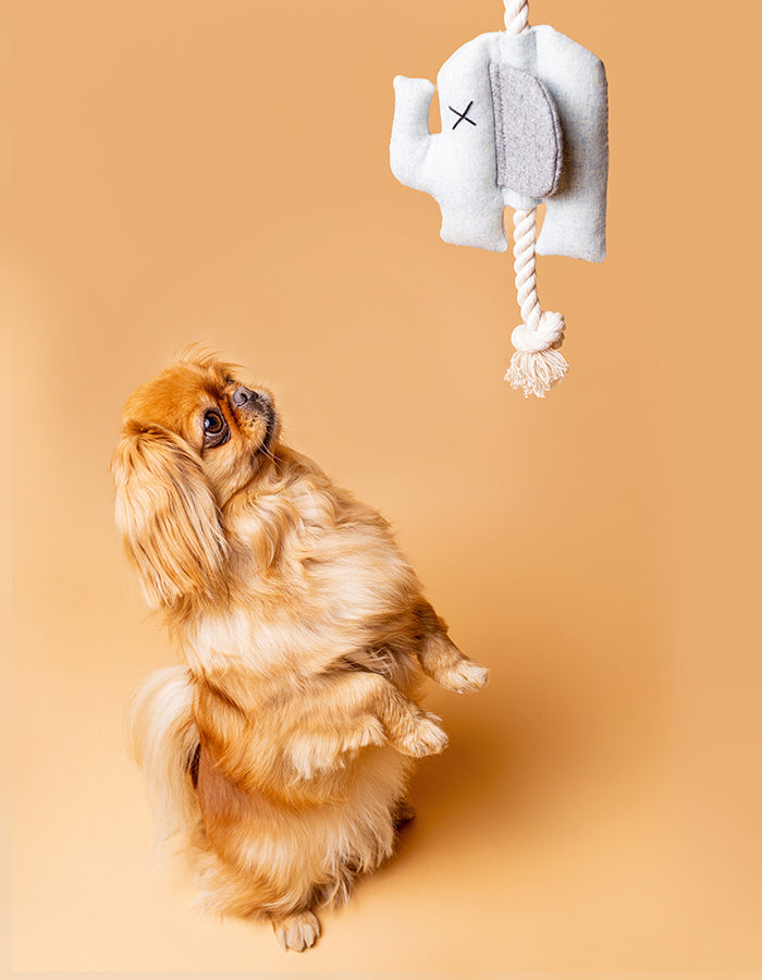 Pluszowa zabawka dla psa słoń z liną EMMA